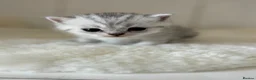 British Shorthair cats for sale: Stunning Snow Spot Kittens  - Advert 4