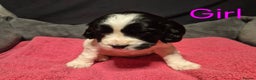 Mixed Breed dogs for sale: Sproker spaniel cross Cavalier King Charles  - Advert 16