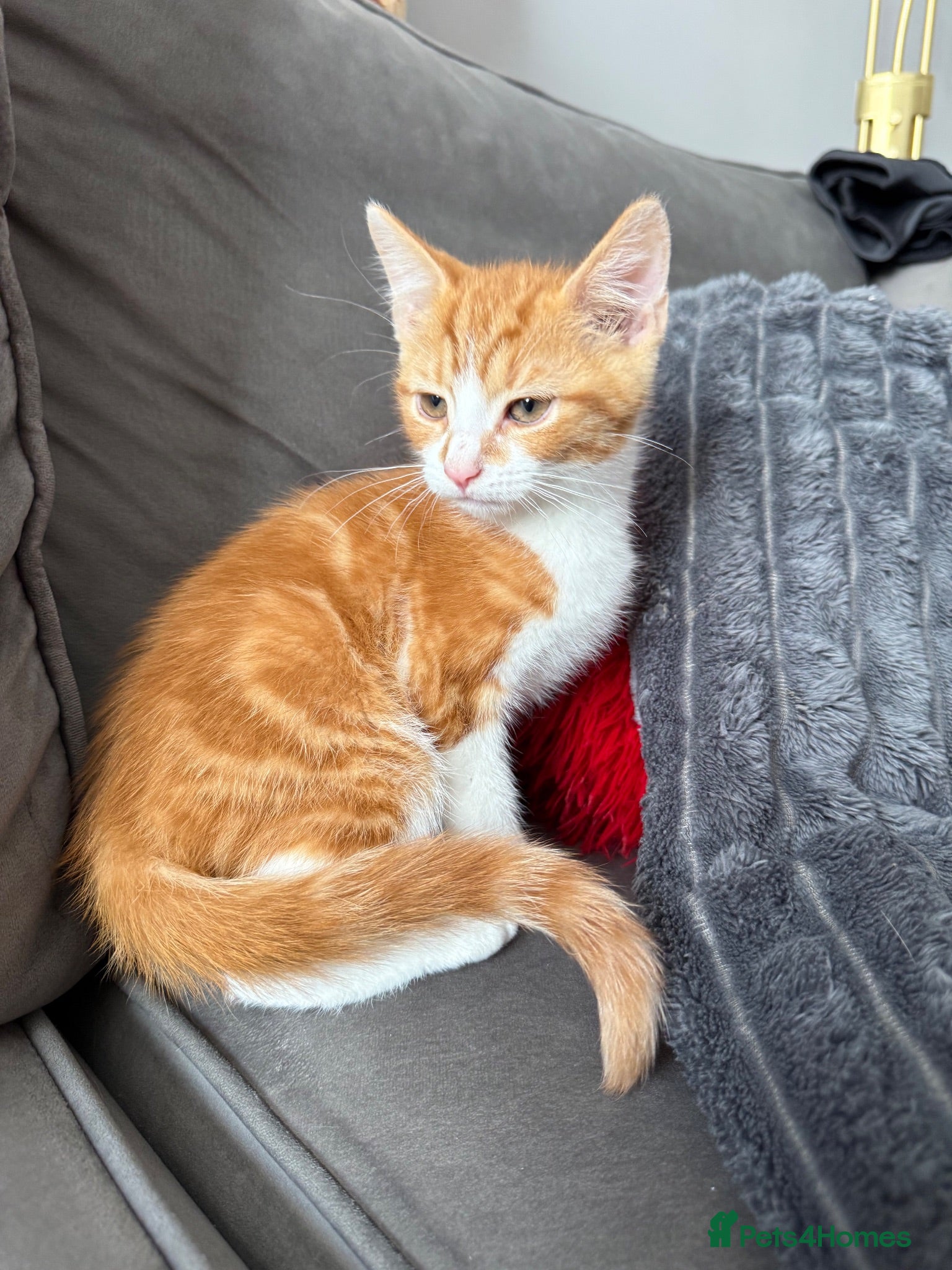 Mixed Breed cats Kitten boy ready for new loving home  - Advert 2