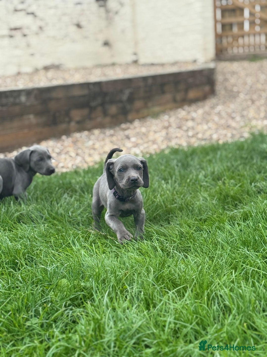 Weimaraner dogs for sale:  Ready next week✨1 Boy & last few Girls Available✨ - Image 33