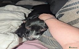 Mixed Breed dogs for sale: Luna looking for a forever home  - Image 3