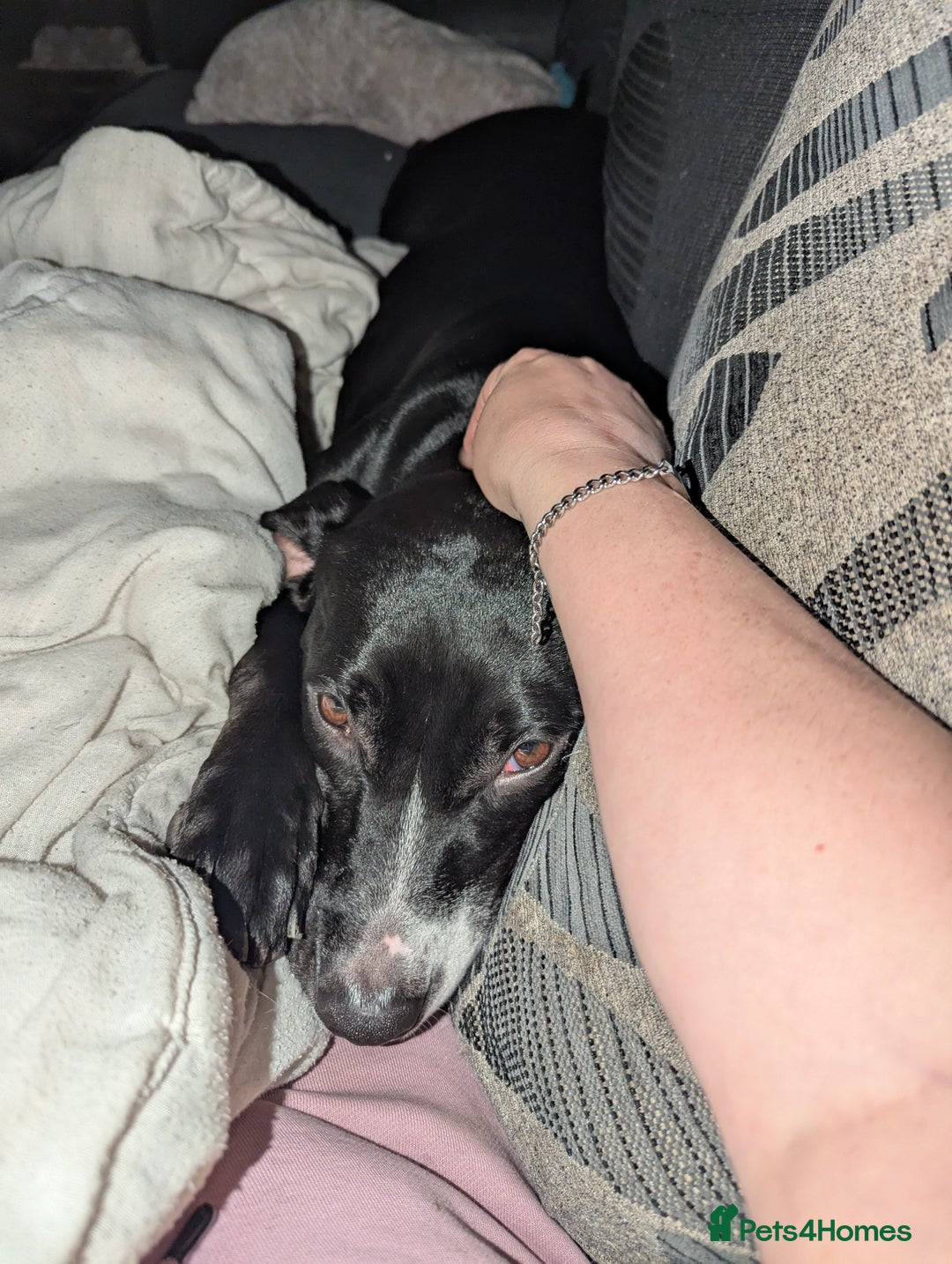 Mixed Breed dogs for sale: Luna looking for a forever home  - Image 3