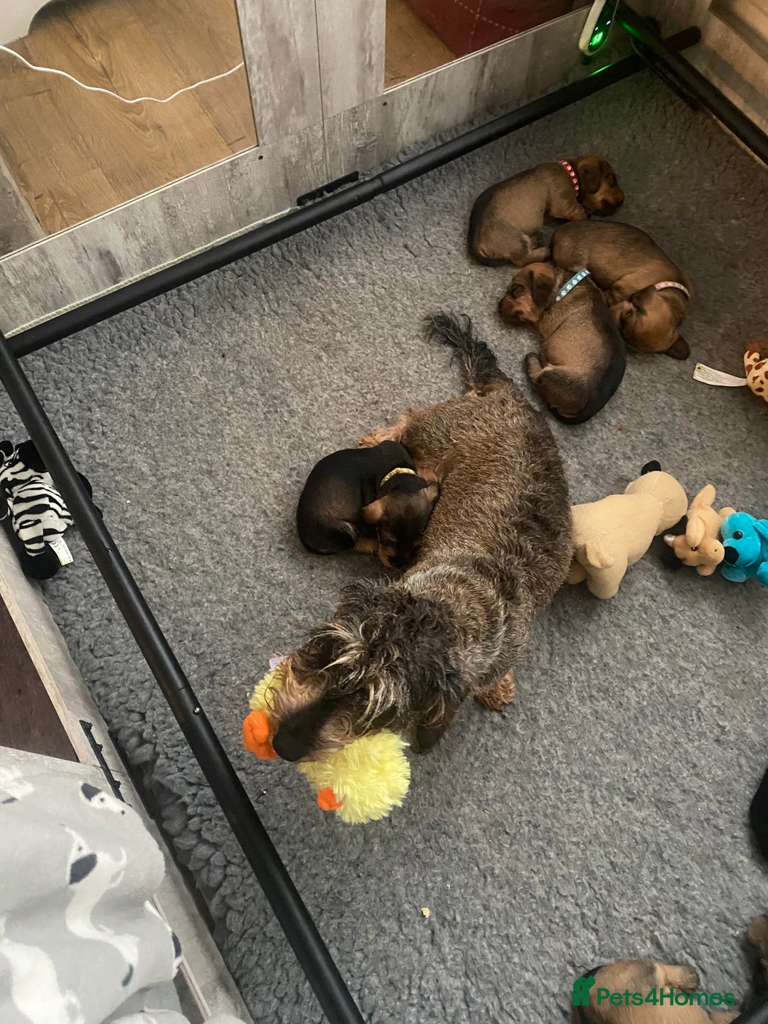Miniature Dachshund dogs for sale: Supreme KC Miniature Wirehaired Dachshunds! - Advert 30