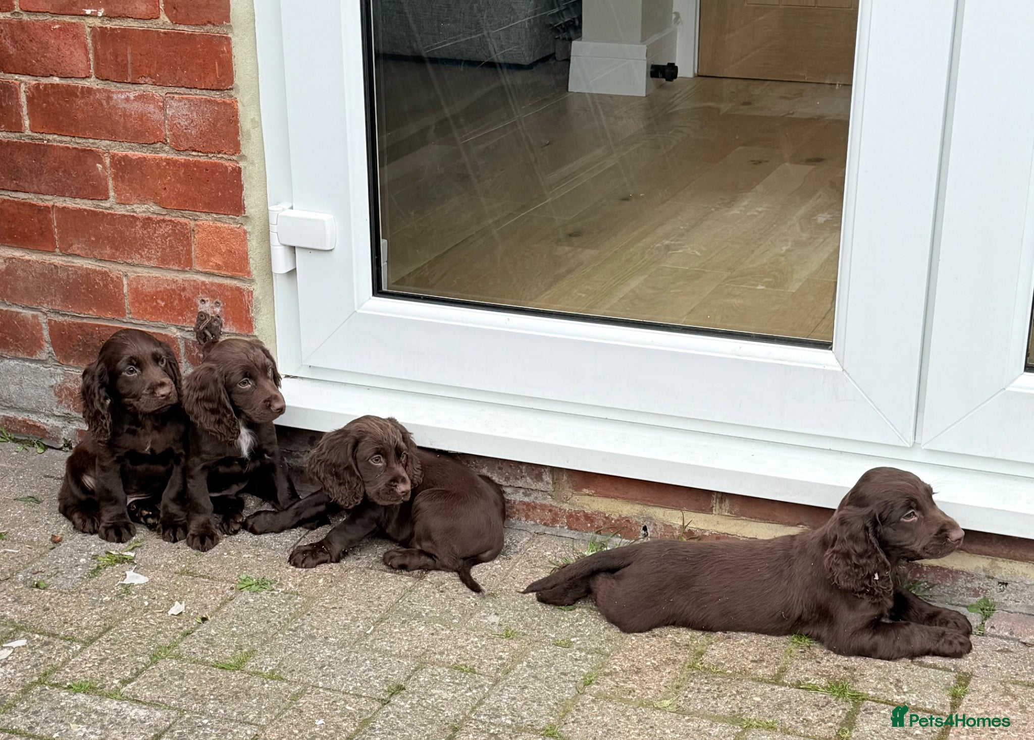 Cocker Spaniel dogs for sale: Cocker spaniel puppies  - Advert 12