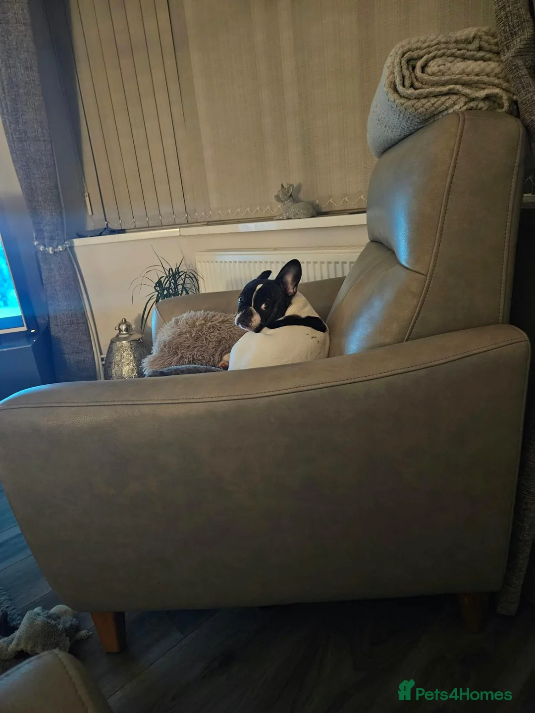 French Bulldog dogs for sale: Female french bulldog in Chesterfield - Advert 4