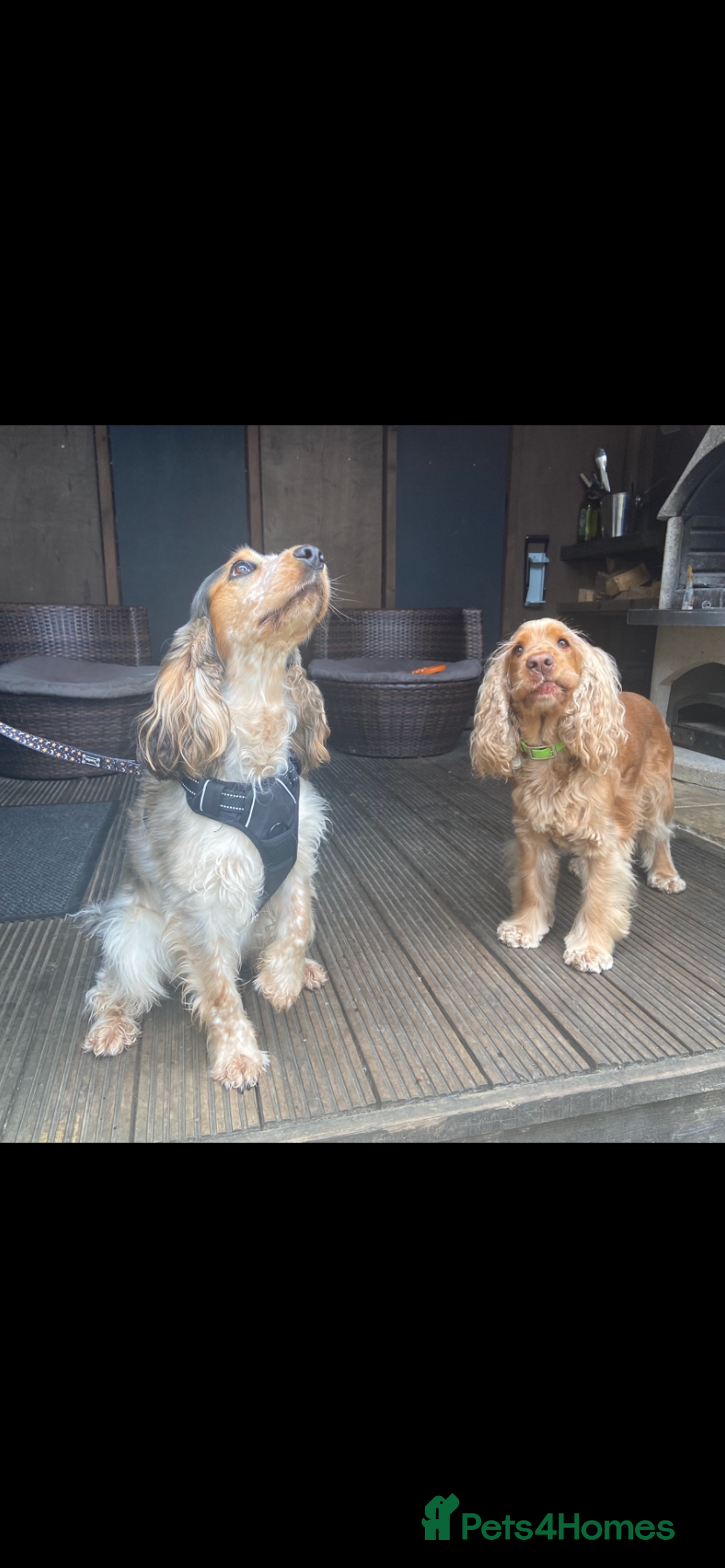 Cocker Spaniel dogs for sale: Show cocker spaniel puppies viewings this weekend! - Image 35