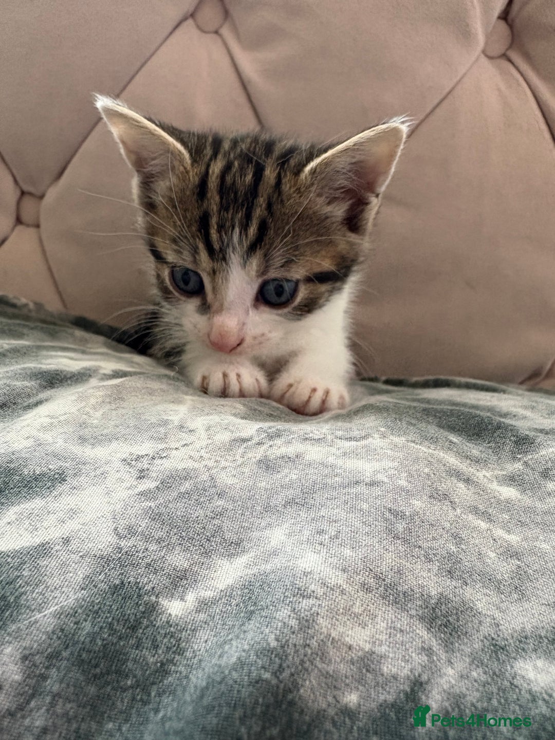 Mixed Breed cats for sale: 6 kittens not ready till 14th August  - Image 5