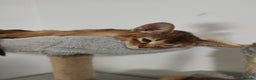 Abyssinian cats for sale: Beautiful Abyssinian Kittens 🐈 - Advert 8