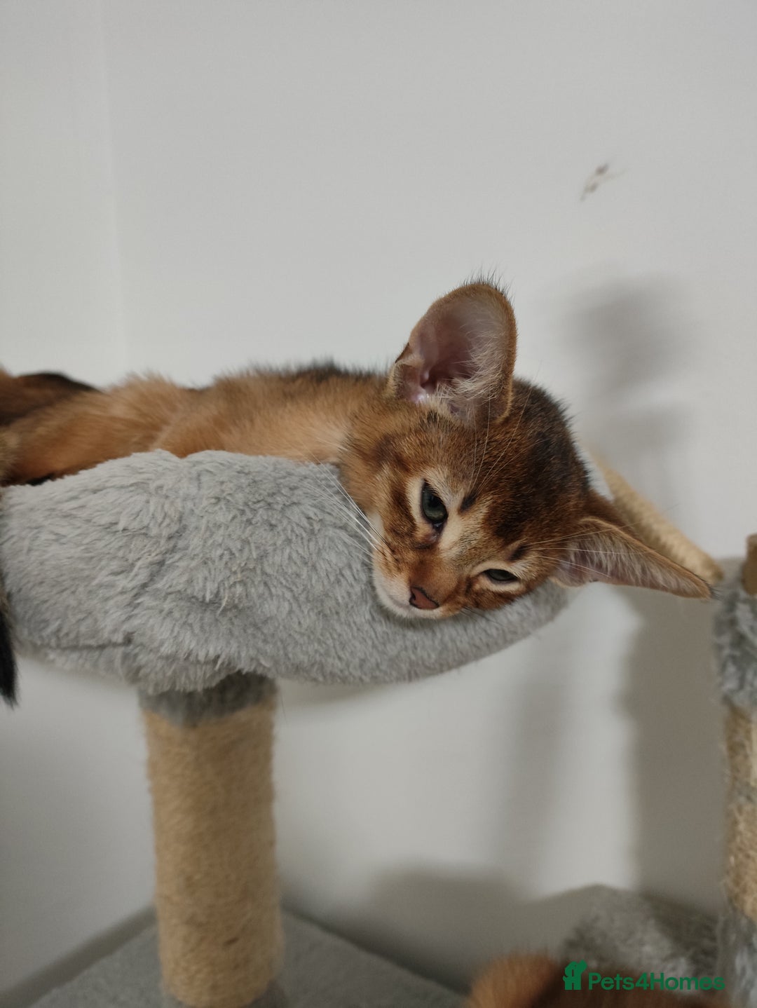 Abyssinian cats for sale: Beautiful Abyssinian Kittens 🐈 - Advert 8