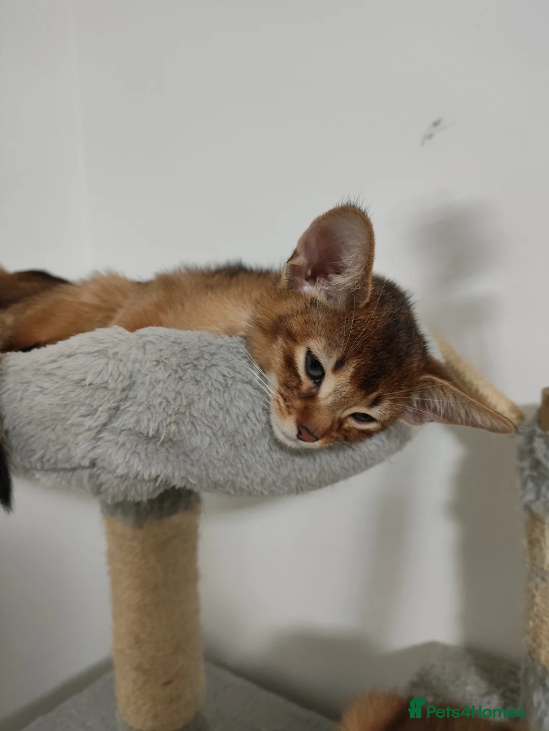 Abyssinian cats for sale: Beautiful Abyssinian Kittens 🐈 - Advert 7