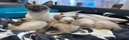 Siamese cats for sale: Siamese kittens- seal/Chocolate point  - Advert 3