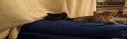 Mixed Breed cats for sale:  ** s  in London - Advert 3