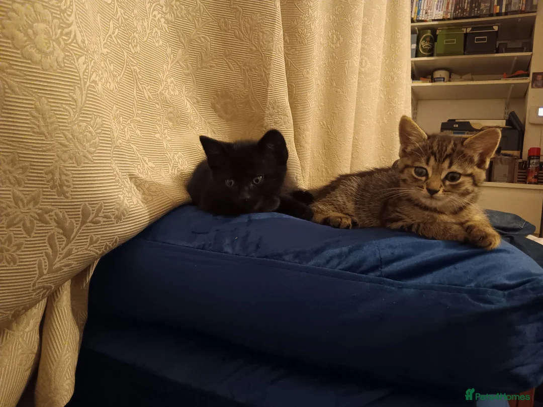 Mixed Breed cats for sale:  ** s  in London - Advert 3