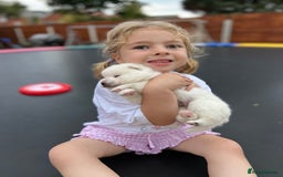 Pomsky dogs for sale: Pomsky puppies - Image 21