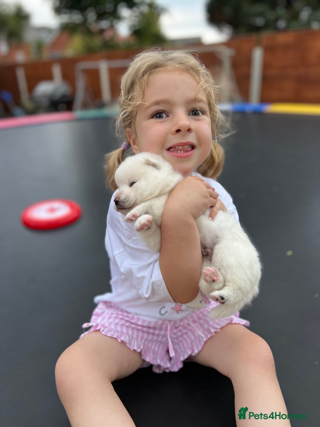 Pomsky dogs for sale: Pomsky puppies - Image 21