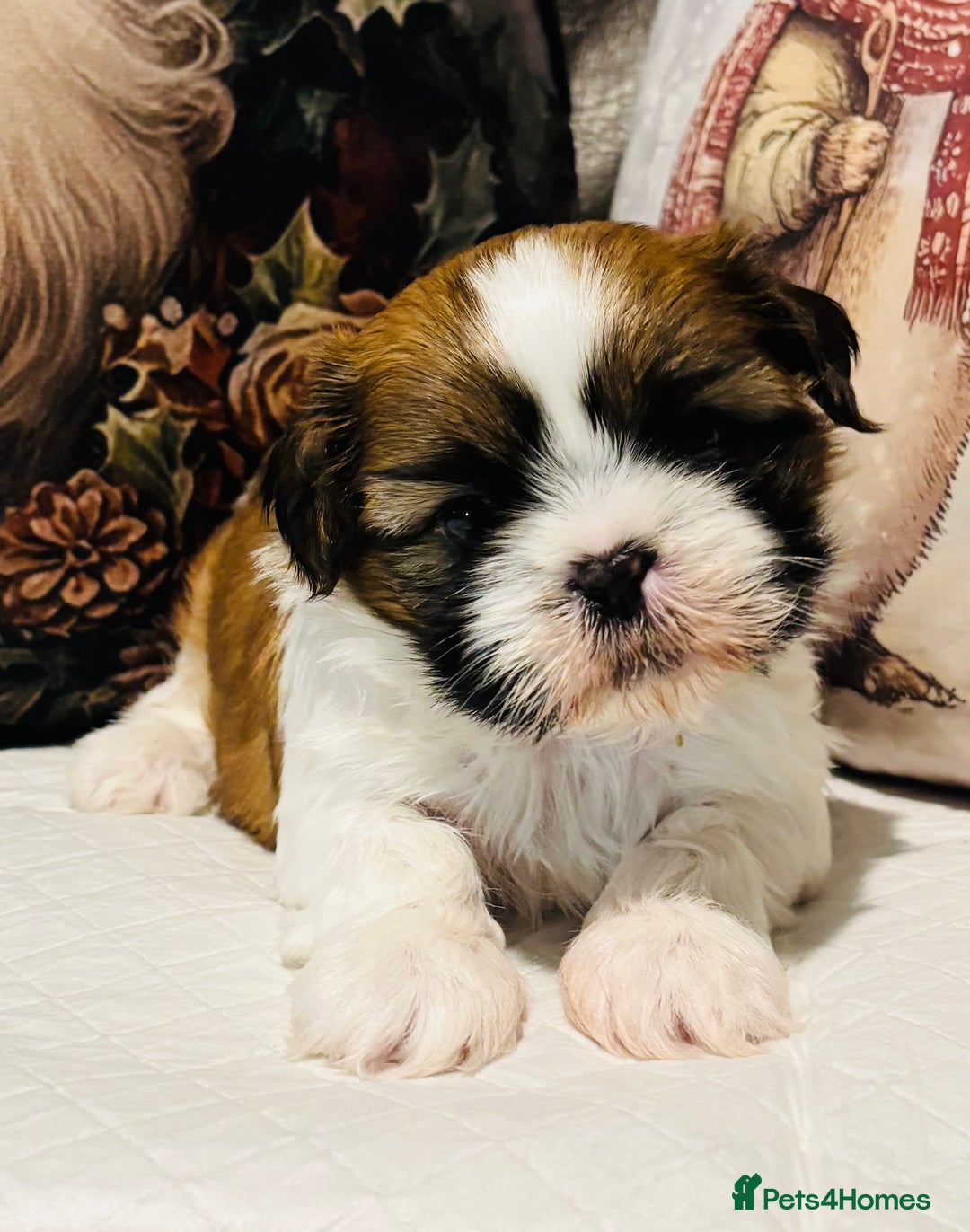 Shih Tzu dogs for sale: Kc reg adorable girls  - Advert 7