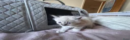 Mixed Breed cats for sale: Ragdoll x Maine coon - Advert 14