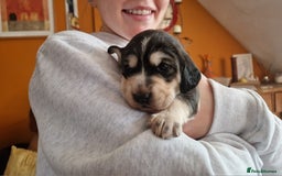 Cockerdor dogs for sale: Stunning Tri-coloured Cockerdors - Image 8
