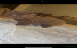 British Shorthair cats for sale: Beautiful British Shorthair Kittens  - Image 2