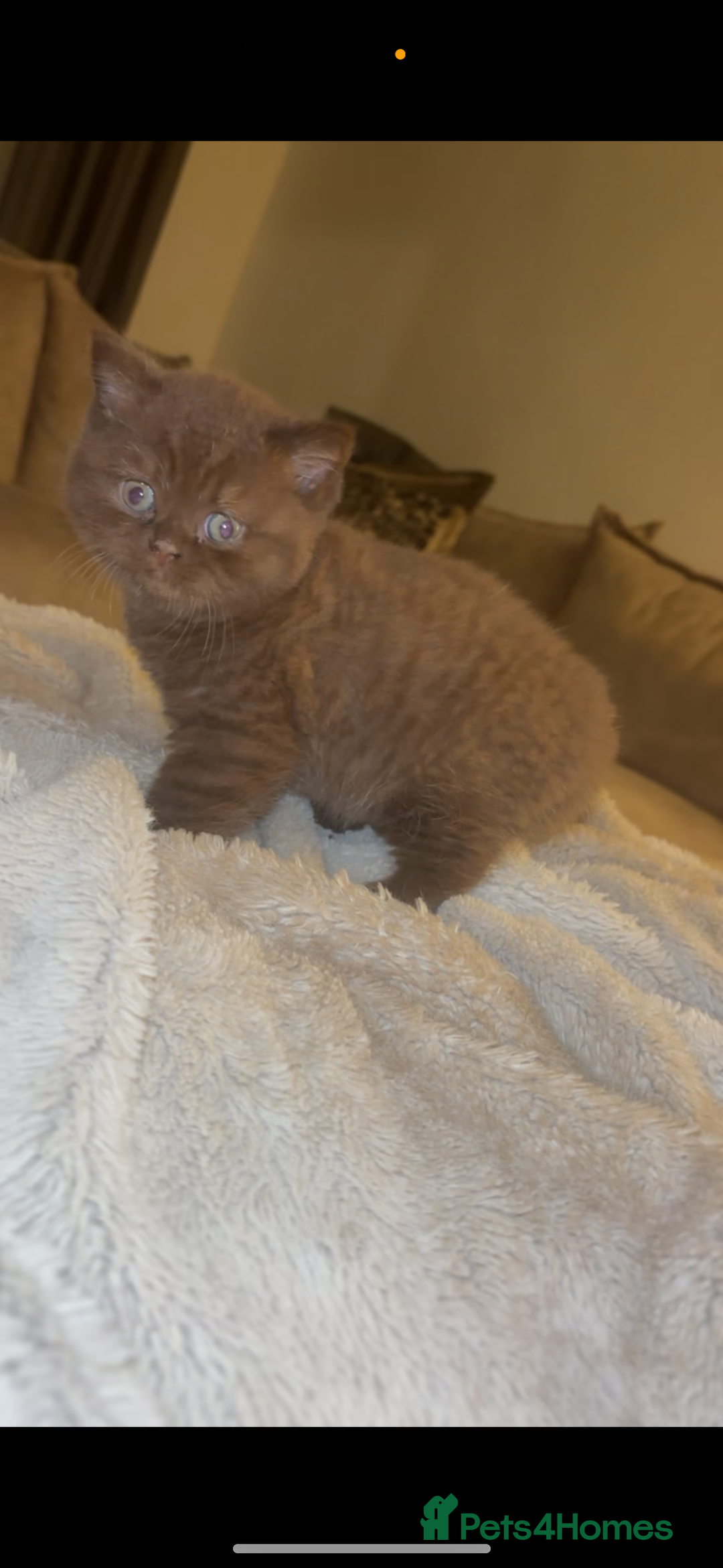 British Shorthair cats for sale: Beautiful British Shorthair Kittens  - Image 2