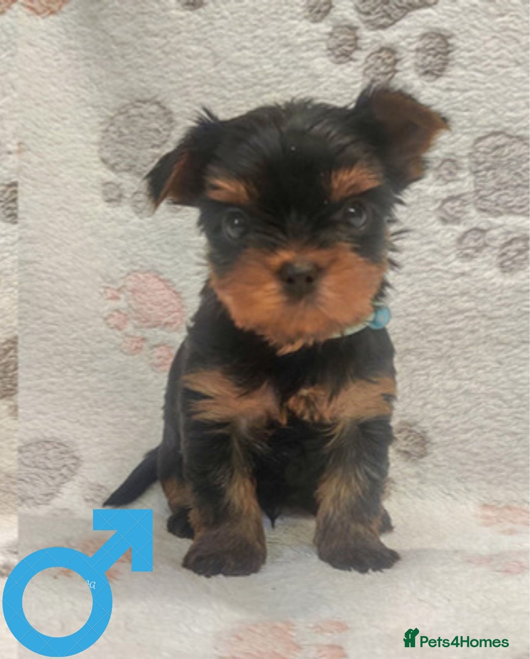 Yorkshire Terrier dogs for sale: Girl, Show quality, KC reg 18 champions bloodline - Advert 12