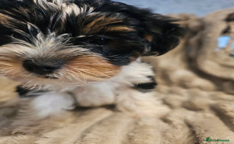 Yorkshire Terrier dogs - Advert 2
