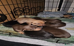 Mixed Breed dogs for sale: Pug x miniature dachshund  - Image 3