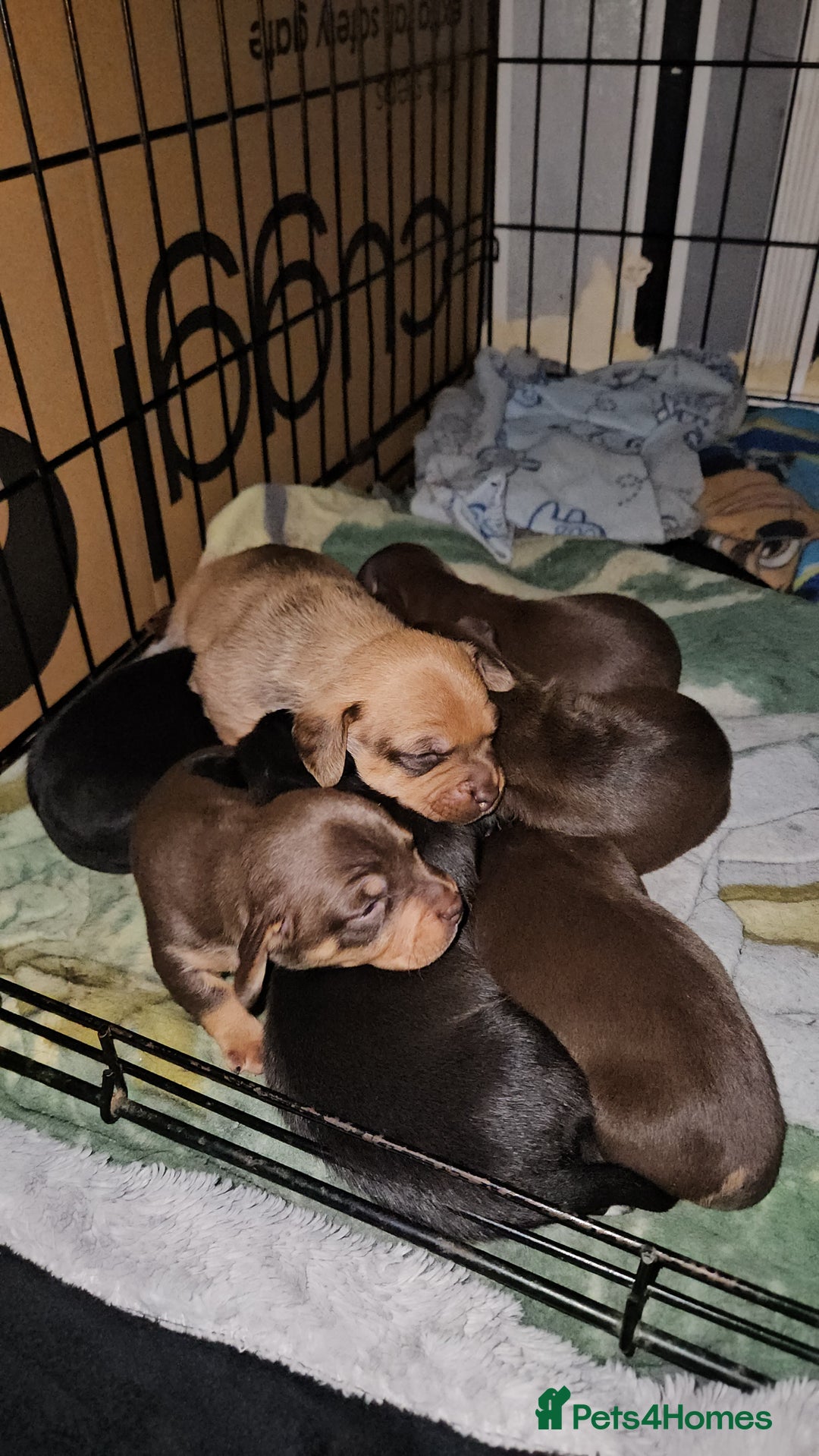 Mixed Breed dogs for sale: Pug x miniature dachshund  - Image 3