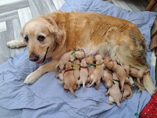 Golden Retriever dogs Adorable Golden Retriever Puppies for sale - Advert 1
