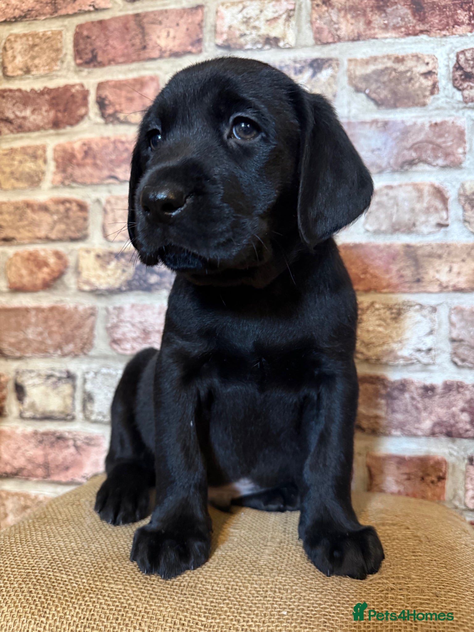 Labrador Retriever dogs Black Labrador pups 270 plus DNA Hips Elbows Eyes  - Advert 2