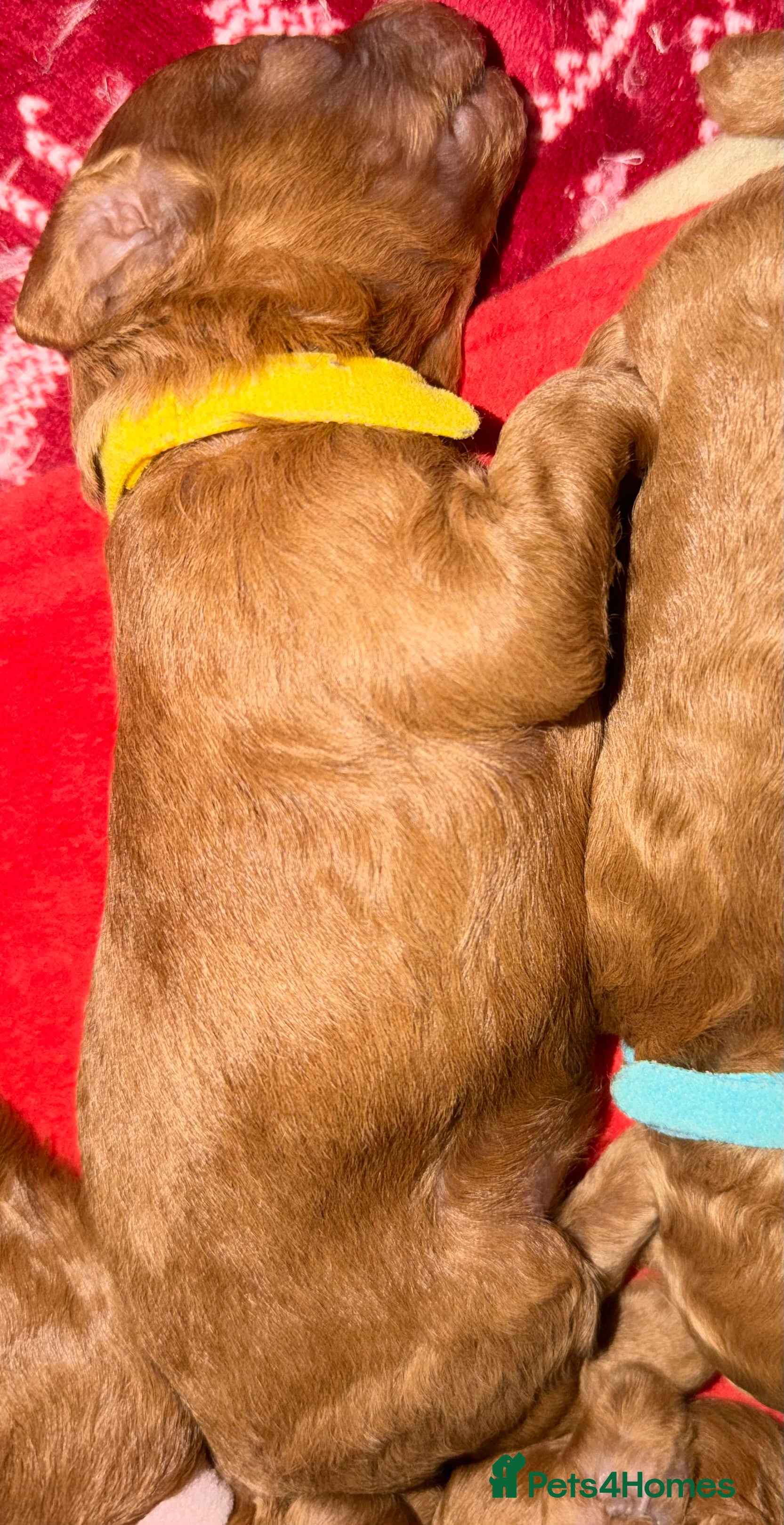 Cockapoo dogs Neddy x Cali beautiful litter of F1B Cockapoo’s - Advert 2