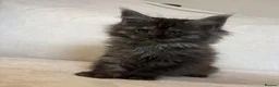 Maine Coon cats for sale: READY NOW 🐾 STUNNING GCCF MAINE COON KITTENS 🐾 - Advert 9