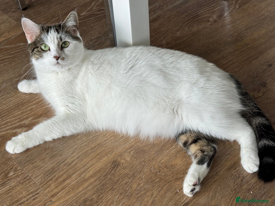 Mixed Breed cats for sale: 3 adorable female kittens  - Image 1