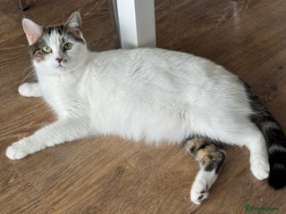 Mixed Breed cats - Advert 12