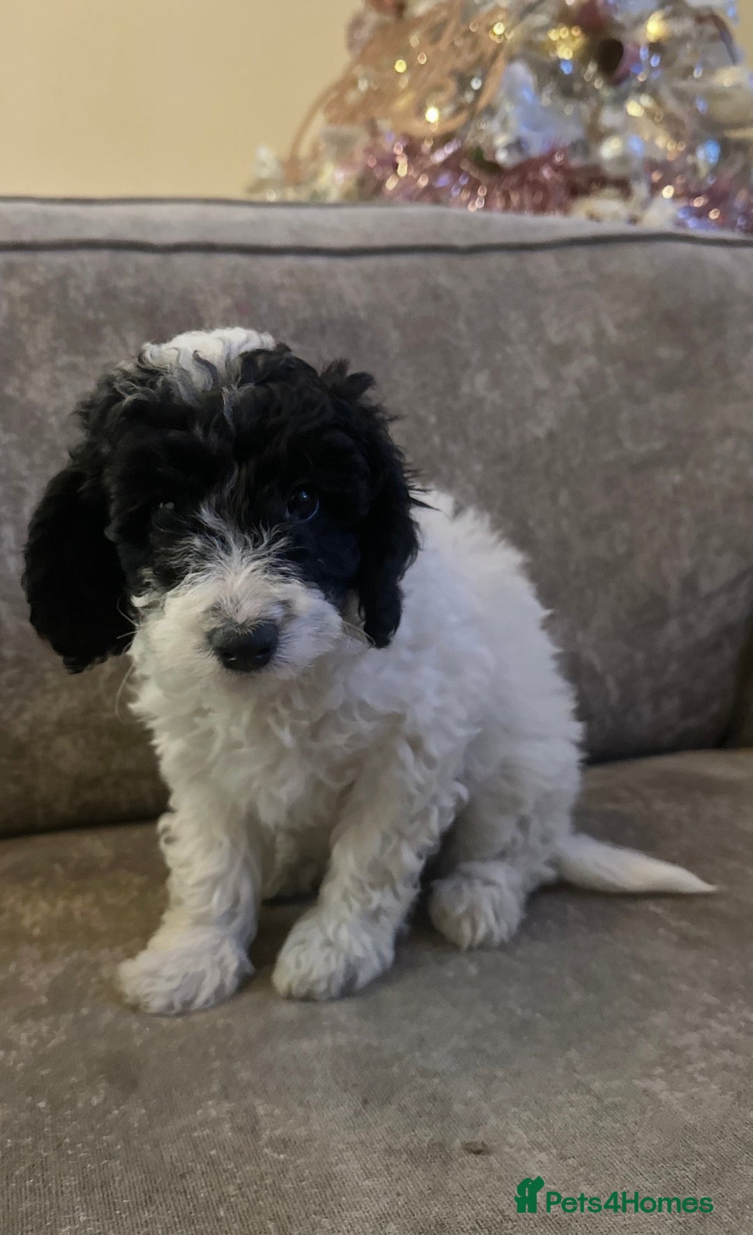 Cockapoo dogs for sale: Beautiful cockapoos for sale - Advert 9