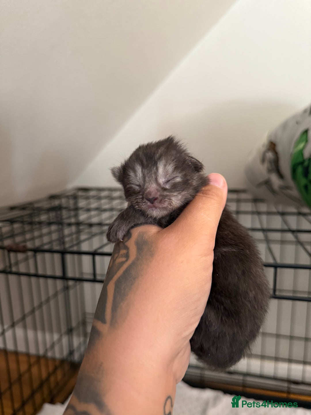 Maine Coon cats for sale: Beautiful Mainecoon Cross Babies - Image 1