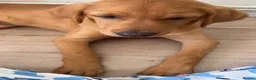 Labrador Retriever dogs for sale: Golden Labrador  - Advert 4