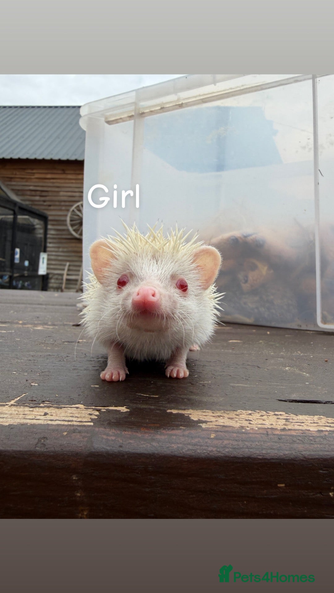 Pygmy Hedgehog rodents 4 Baby Pygmy Hedgehogs  - Advert 1