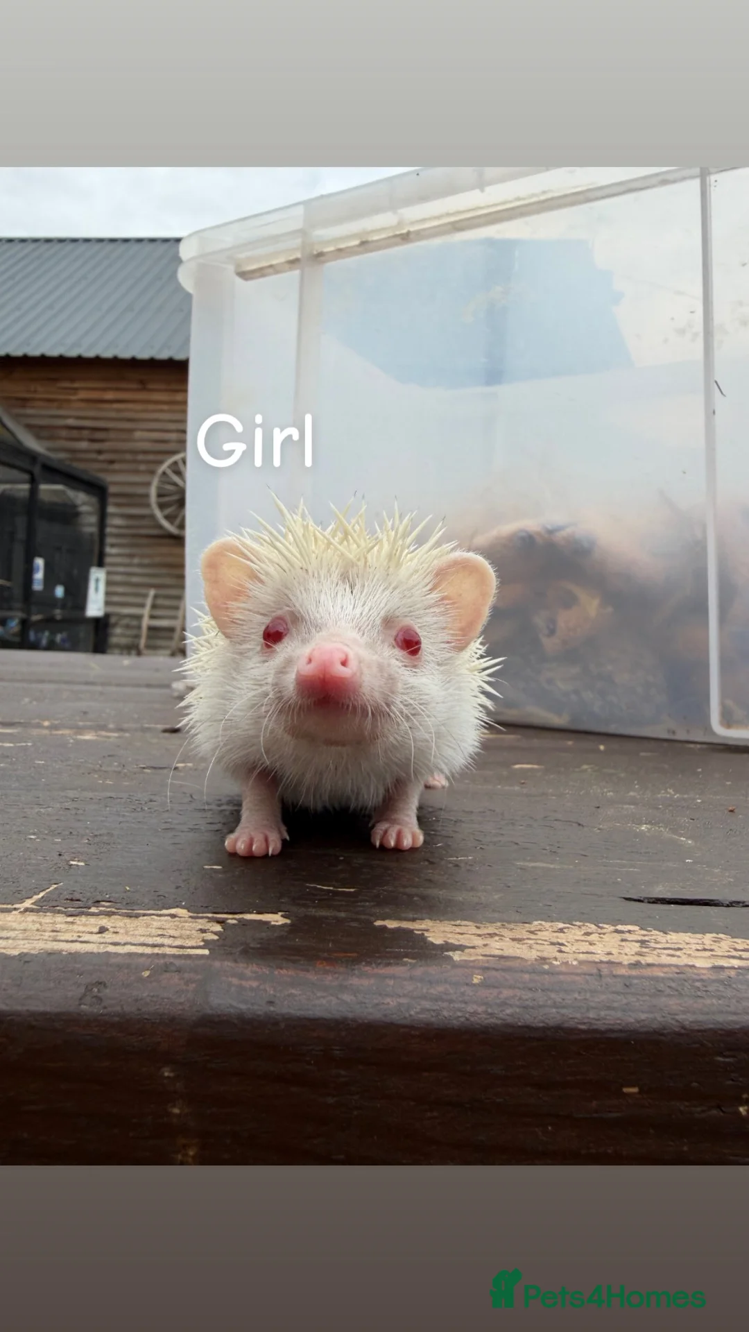 Pygmy Hedgehog rodents for sale: 4 Baby Pygmy Hedgehogs  - Advert 1