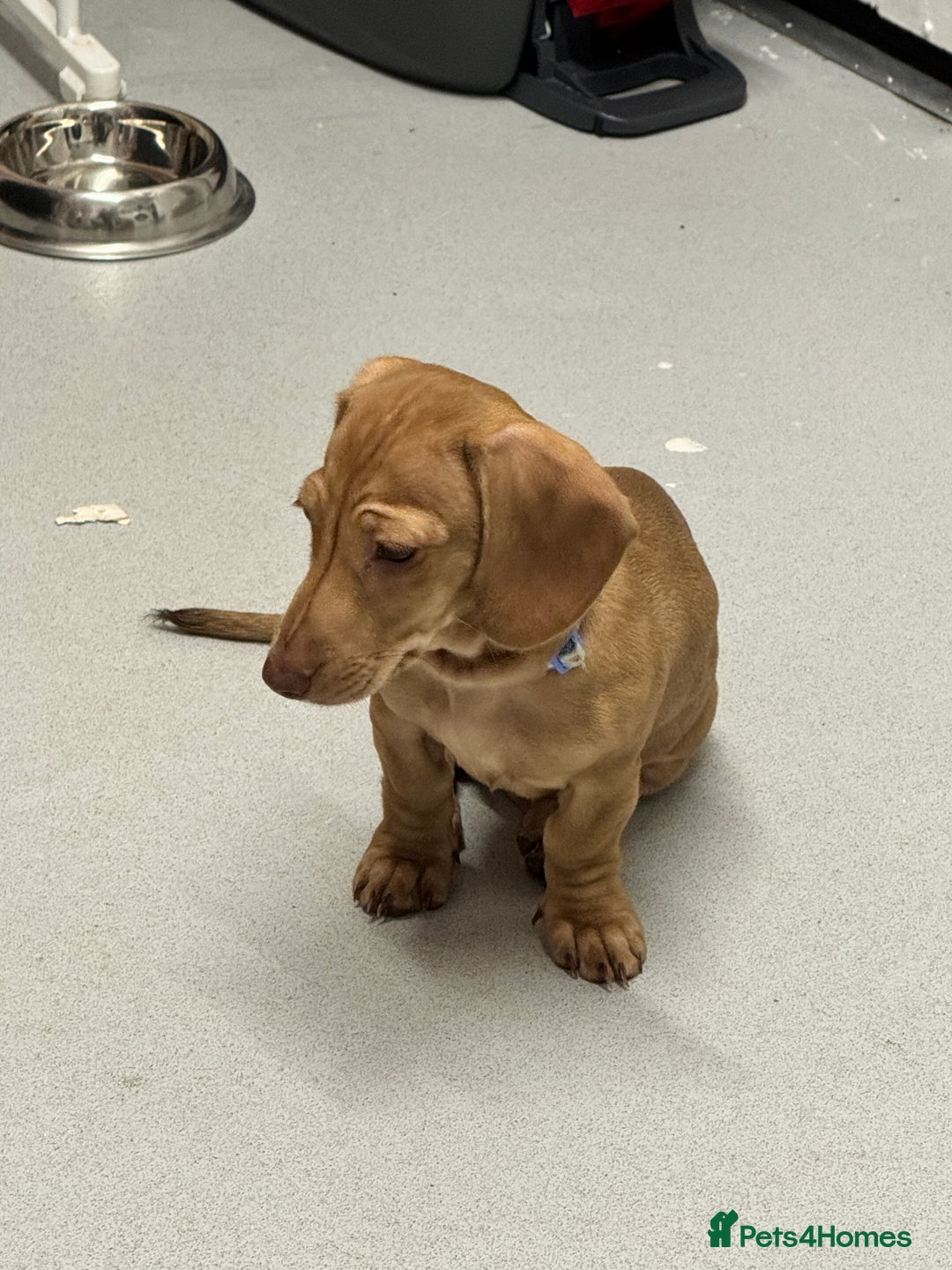 Miniature Dachshund dogs for sale: Maple and Poppy miniature Dachshund  - Advert 7