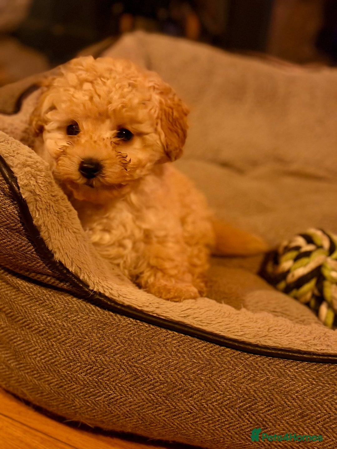 Toy Poodle dogs for sale: Toy Poodle puppy - Advert 4