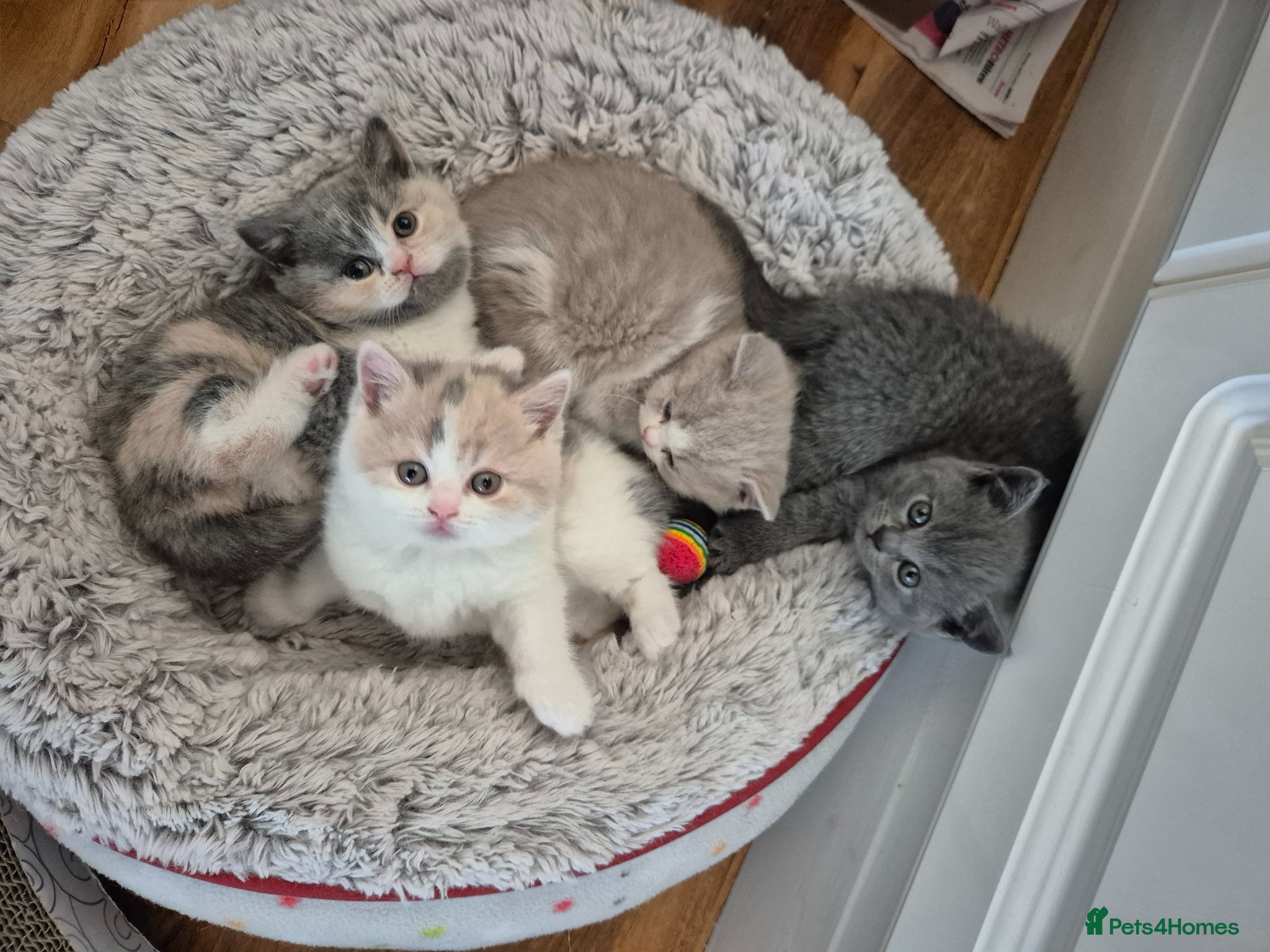 British Shorthair cats From GCCF Pedigree Parents, gorgeous BSH Kittens  - Advert 2