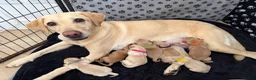 Labrador Retriever dogs for sale: Kennel Club Registered Labrador Puppies 🐾 - Advert 13