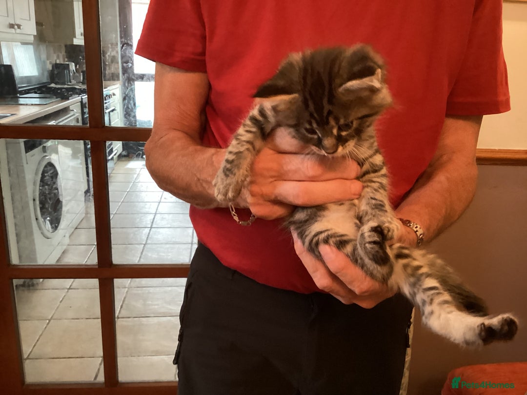 Ragdoll cats for sale: Beautiful Maine Coon, Tabby Cross kittens - Image 8