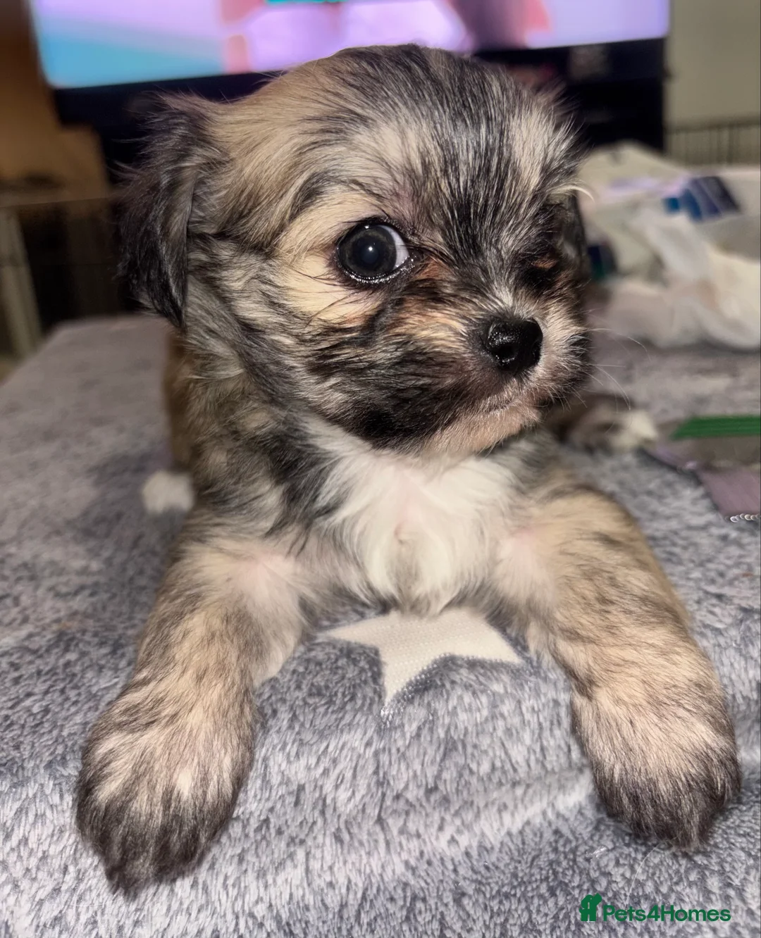 Mixed Breed dogs for sale: Fluffy Malchi puppies  - Advert 23