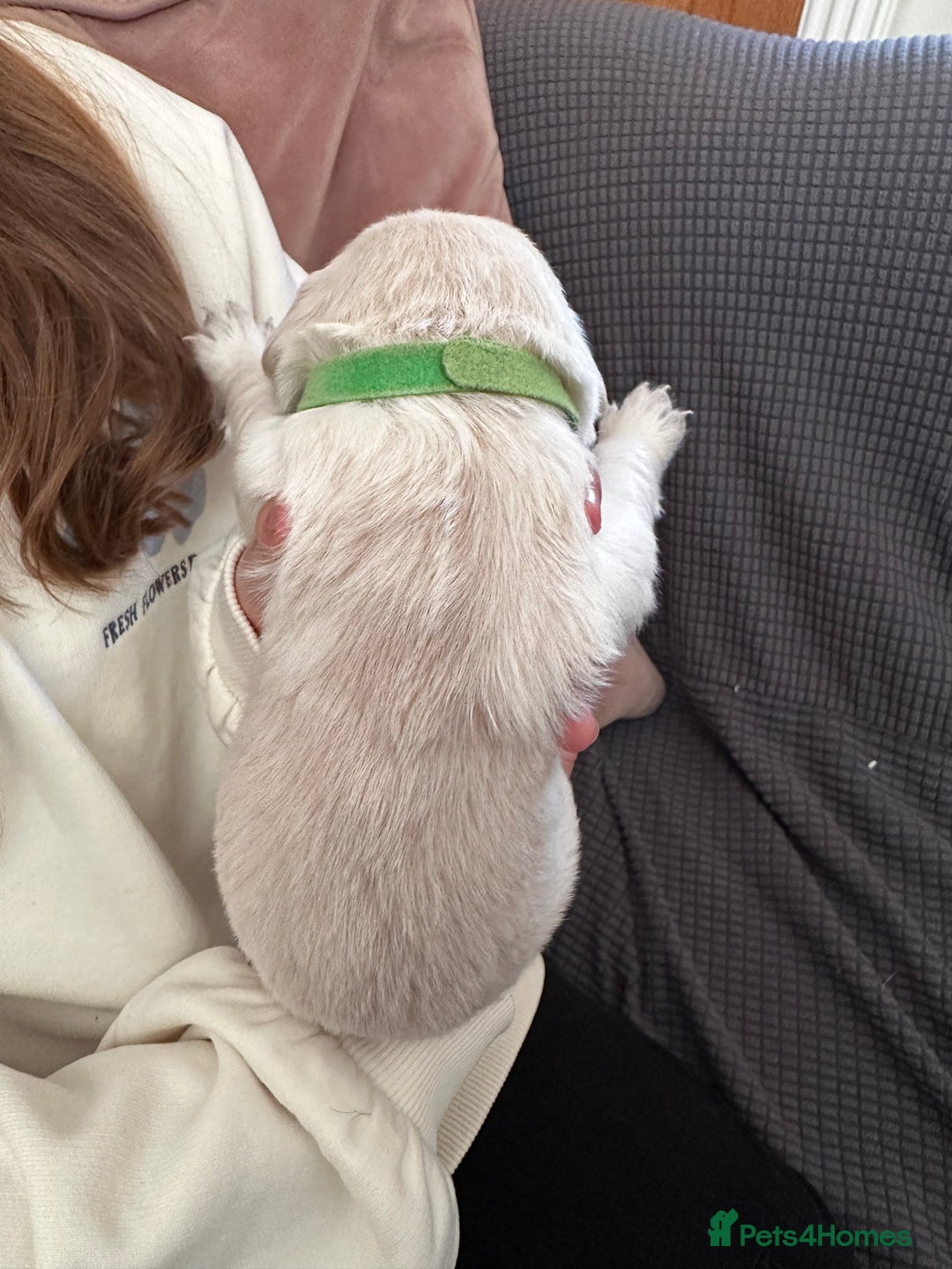 Golden Retriever dogs for sale: Daisy’s first litter - Advert 7