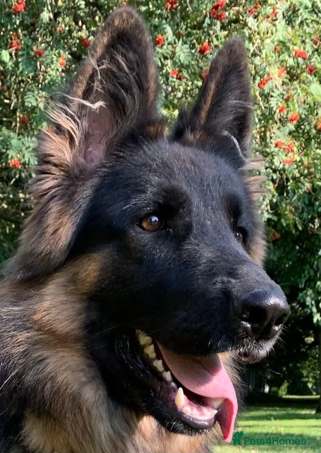 German Shepherd dogs for sale: Fluffy Long-Haired German Shepherd Puppies - Advert 1