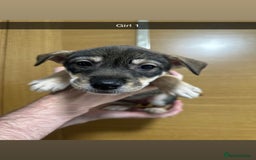 Mixed Breed dogs for sale: Puppies for sale  - Image 34