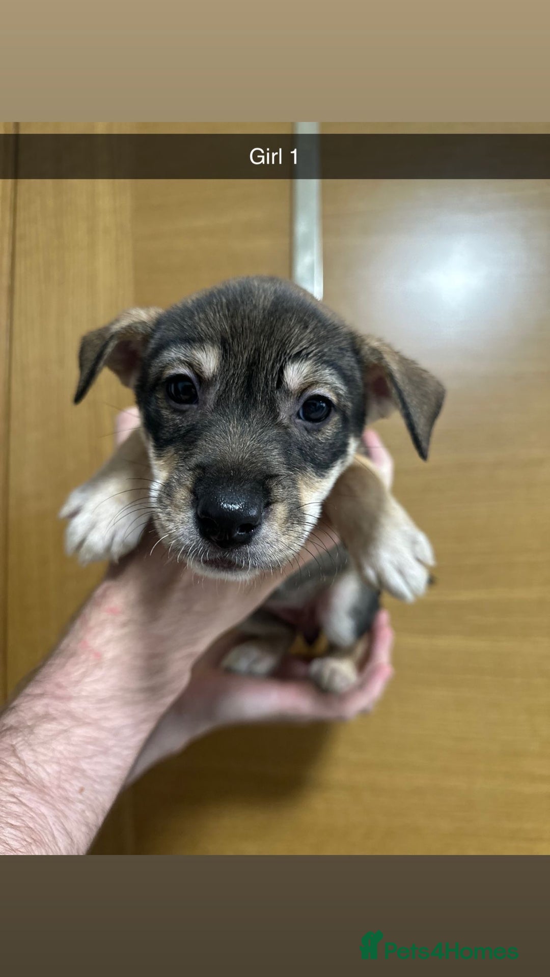 Mixed Breed dogs for sale: Puppies for sale  - Image 34