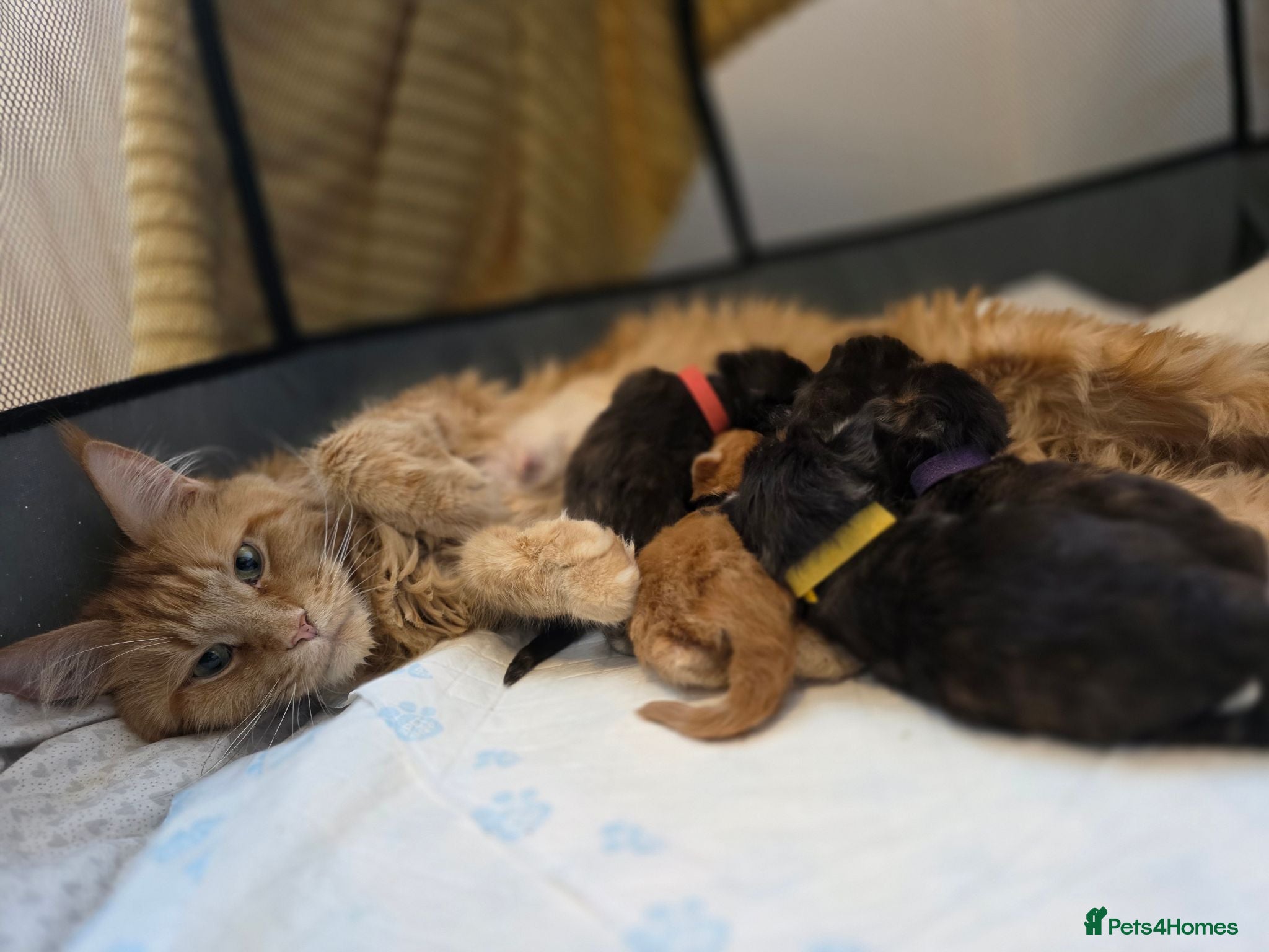 Maine Coon cats TICA Registered Maine Coon Kittens–Russian Line🐾 - Advert 1